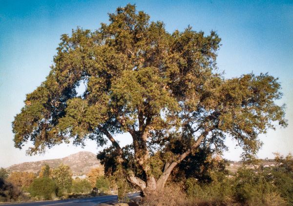 poway oak in 1982