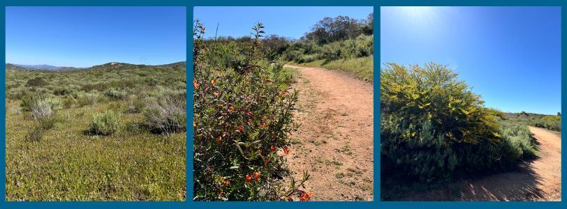 Flowering plants, trees along Lake Poway West Loop trail