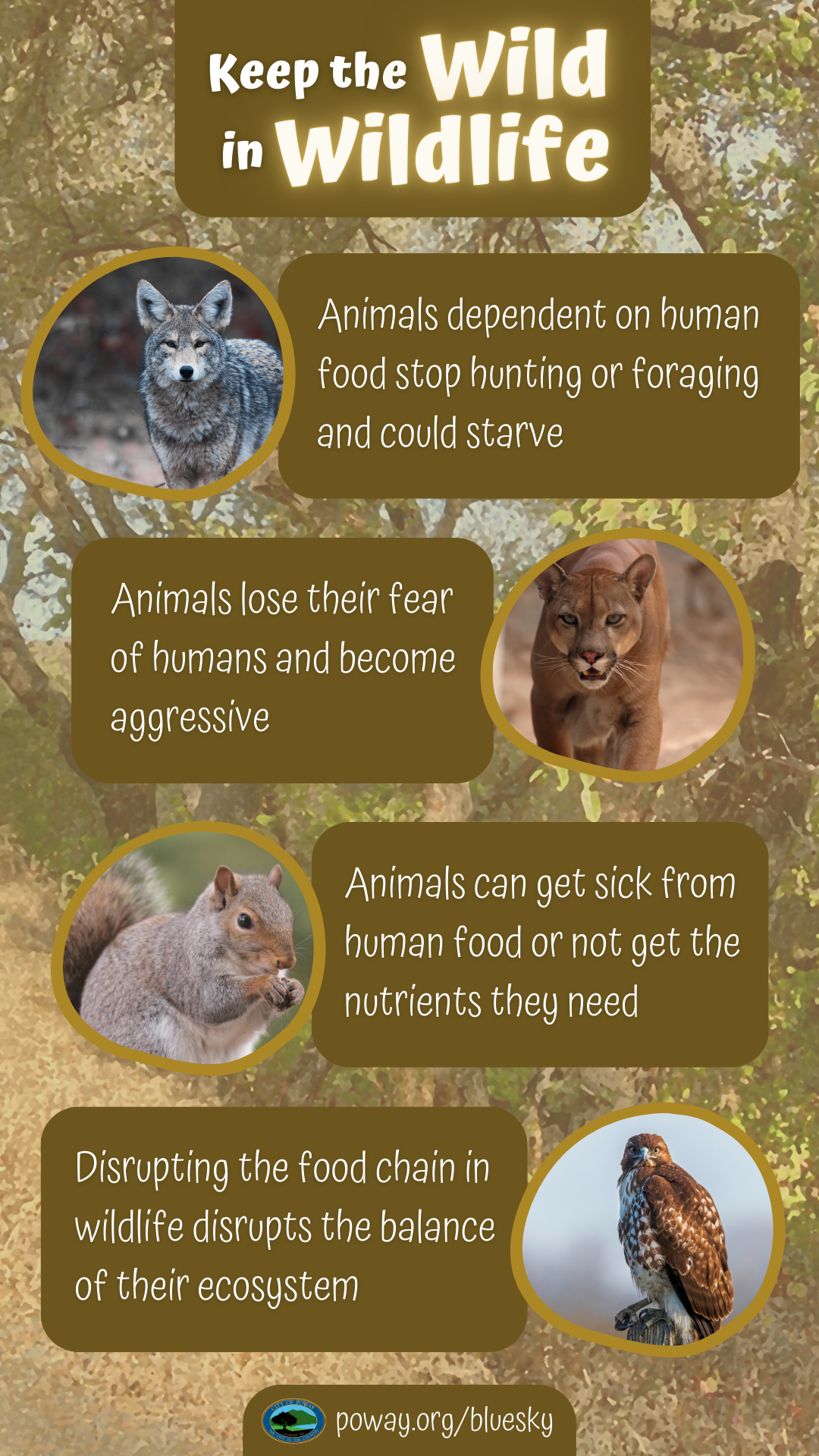 keep the wild in the wildlife infographic